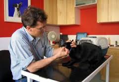 dr sam vet, homemade dog food expert