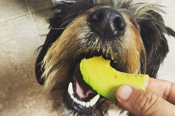 can-dog-eat-avocado can-dog-eat-avocado
