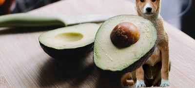dog-avocados-protection