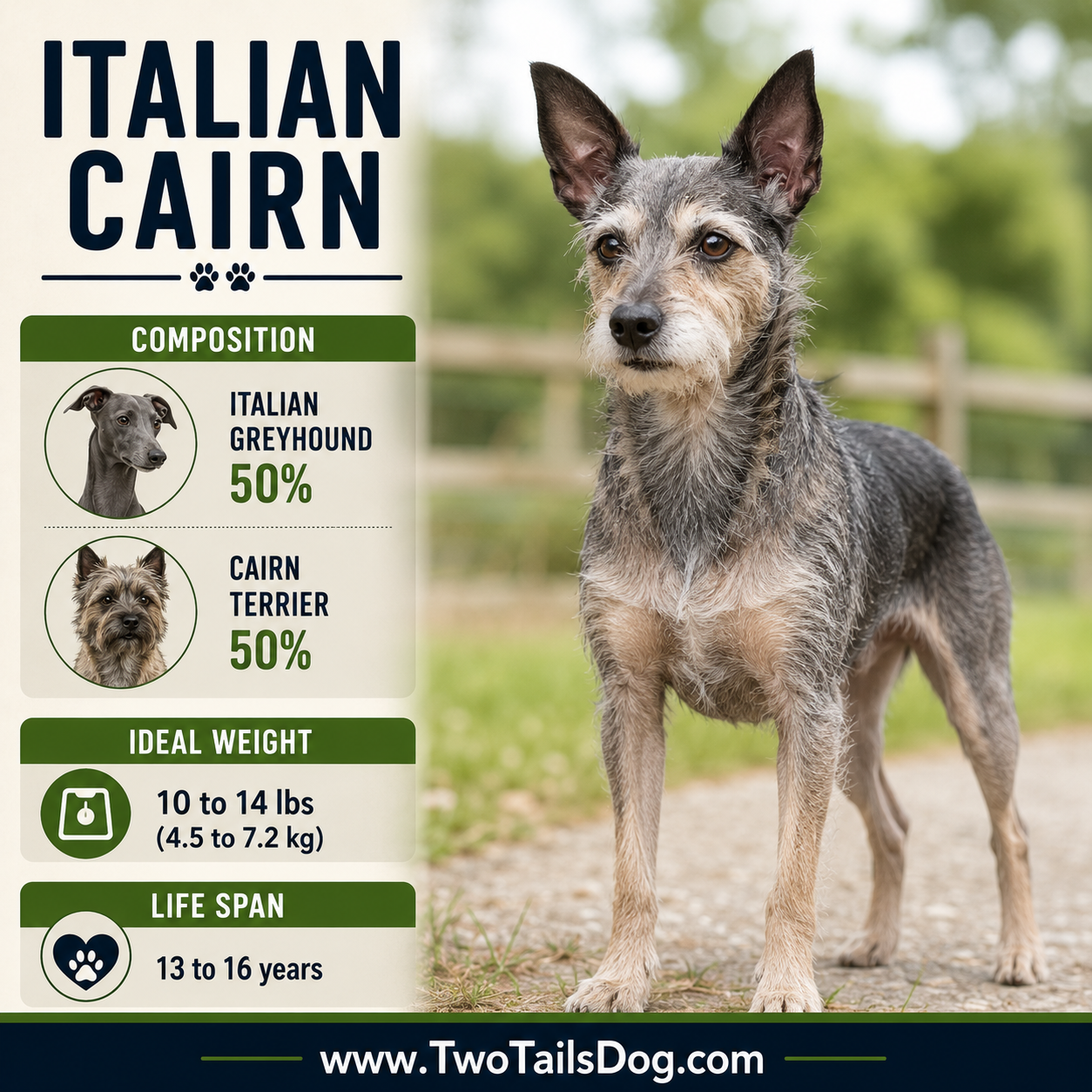 Italian Cairn Italian Cairn